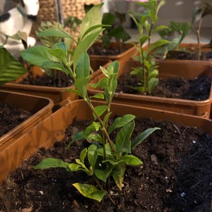 Merlis さんが購入した商品の写真を追加しました