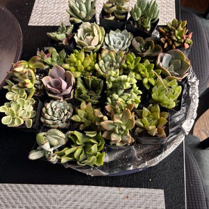 Megan added a photo of their purchase
