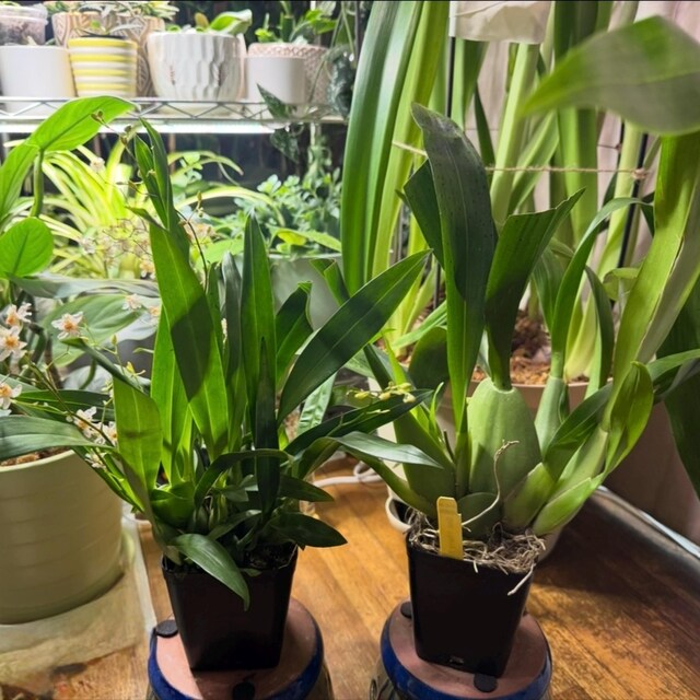 FLORASELF® Vrouwenschoen-orchidee Paphiopedilum Hybride 'USA' geel/bruin potmaat 12 cm kopen FLORASELF® Vrouwenschoen-orchidee Paphiopedilum Hybride 'USA' geel/bruin potmaat 12 cm kopen