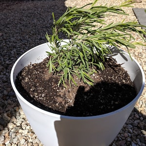 Cooking Spice American Plant Exchange Tuscan Blue Rosemary Live Plant 3 Gallon