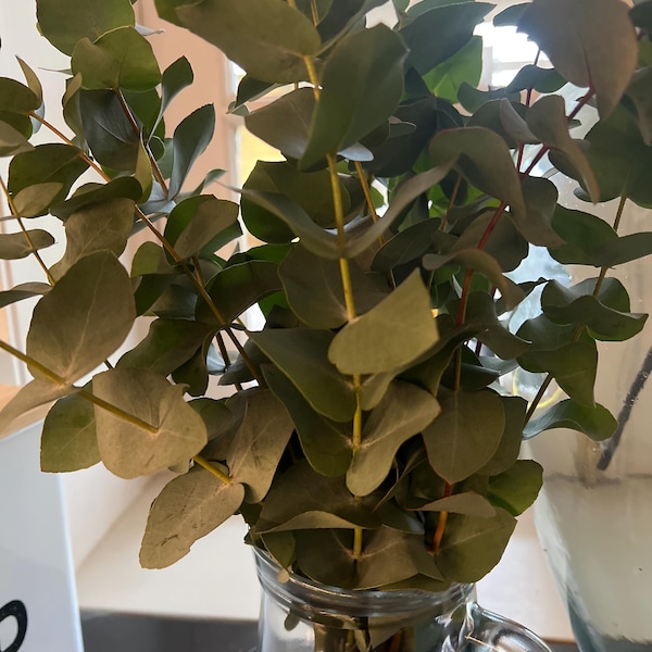 Shower Eucalyptus Bundle - Fresh Cut Eucalyptus - Etsy