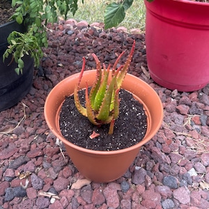 Tyler added a photo of their purchase