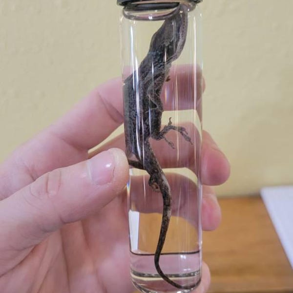 Wet Specimen Real Anole Lizard Reptile Preserved in Glass Vial ...
