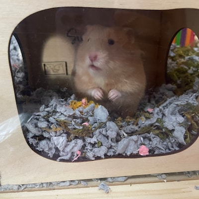 View of Hamster Tunnel/ Hamster Cave Hideout/ Chamber Rooms/ Hamster Digging ...