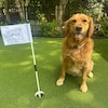 Multi-set - Custom Mini Golf Flag - 6