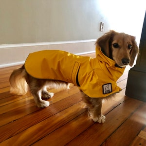 mini dachshund raincoat