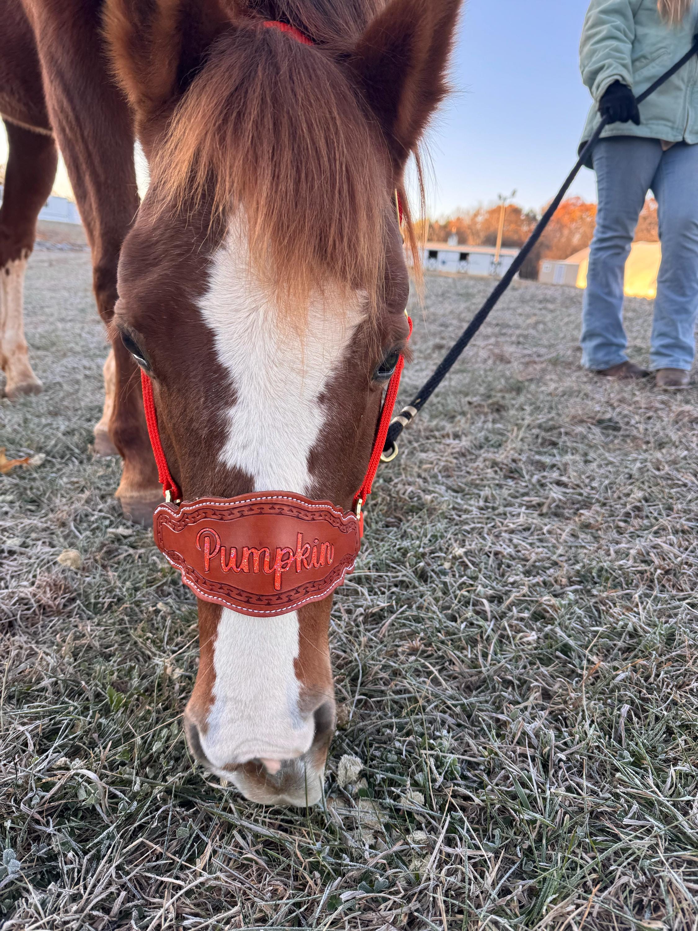 Custom Nylon Bronc Halter - Stronger Design Than Tab Style Leather Noseband