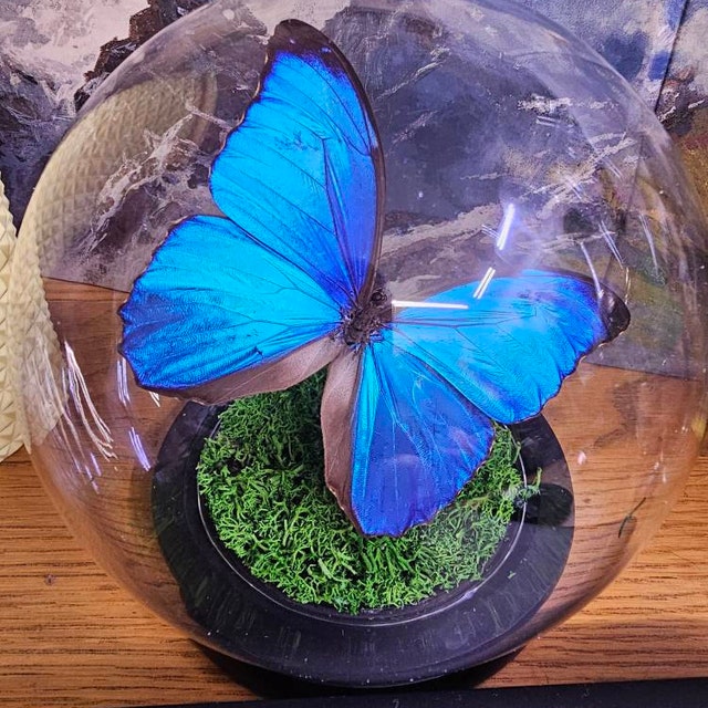 ガラスドームに保存された青いモルフォ蝶メネラウス - Etsy 日本