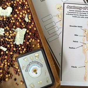 Shells Types Sorting Activity Shells Jars Sorting Activity Fun ...