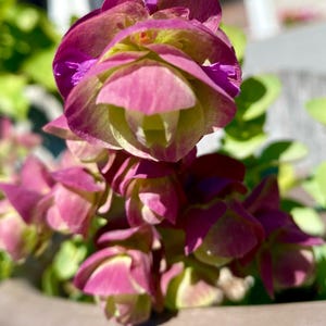 Judson ha añadido una foto de su compra