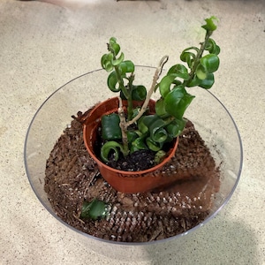 roxanne added a photo of their purchase