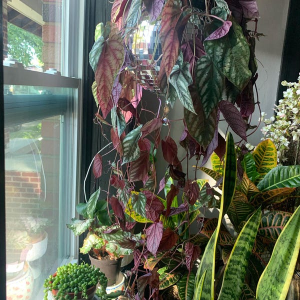 Kiwi Dragon Tree Dracaena Marginata 6