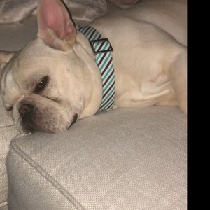 Lauren さんが購入した商品の写真を追加しました