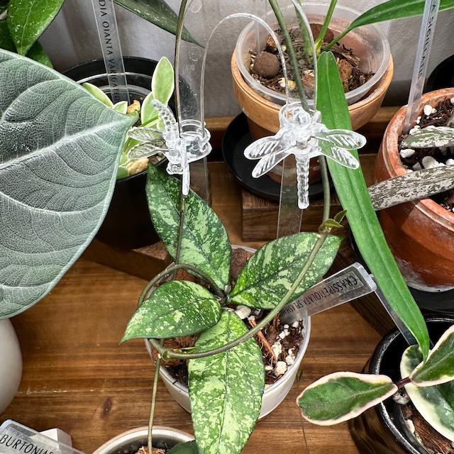Hoya crassipetiolata (Splash) | 2-Inch – Hoya Treasures