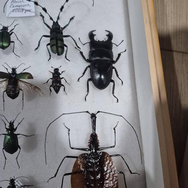 Mixed XL Real Beetles (1.5-3