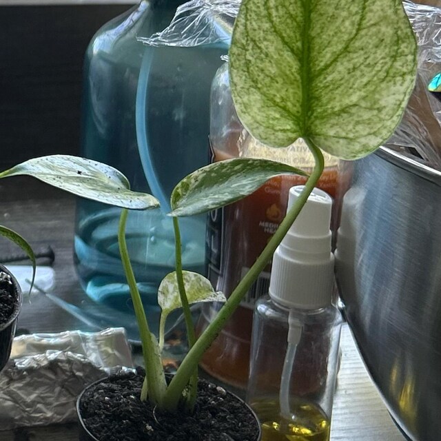 【室内管理】Monstera Borsigiana Cebublue Mint Monstera Borsigiana Mint 2” Plant **(ALL Plants Require You