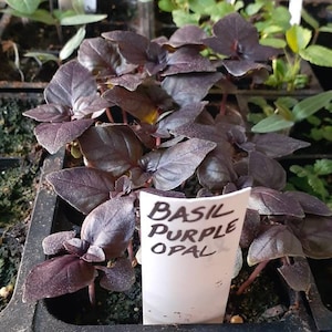 B added a photo of their purchase
