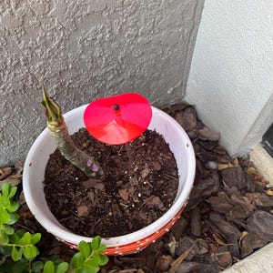 Patty added a photo of their purchase