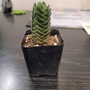 Alyssia ha añadido una foto de su compra