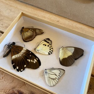 MINI Butterfly Spreading Mounting Board High Density Polyethylene Entomology Supplies