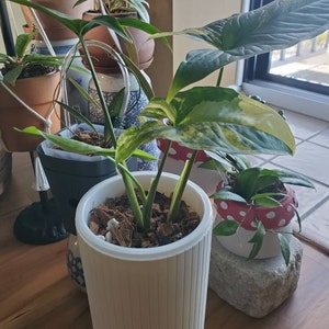 Dorothy added a photo of their purchase