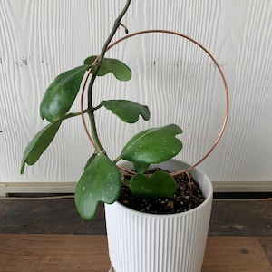 Diane added a photo of their purchase