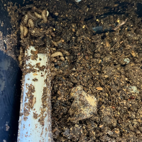 Photo inspiration: Curated Breeding Dubia Roaches With A Breeding Box Gallery View 49