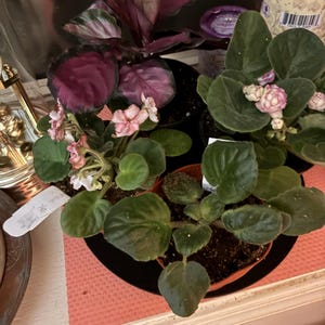 Maureen added a photo of their purchase