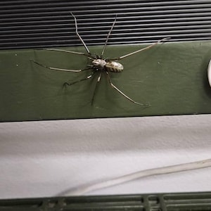 Plastic Spider as a Magnet (ORIGINAL!) | Realistic Giant House Spider  Fridge Magnet | 1 Pcs - Etsy UK