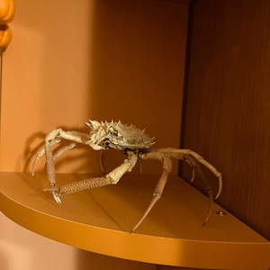 Onorato ha añadido una foto de su compra