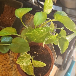 Vanity Decker added a photo of their purchase