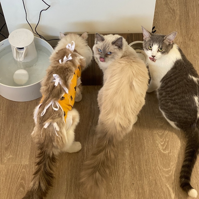 Customer photo of Feeding Station