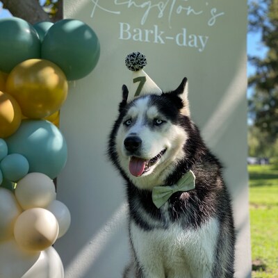 grey dog bow tie