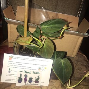 Tatiana added a photo of their purchase