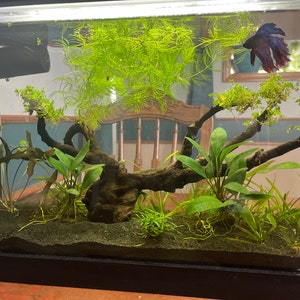 Kelly added a photo of their purchase