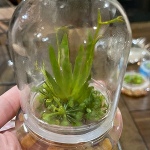 Etsy-Käufer:in hat ein Foto des gekauften Artikels hinzugefügt