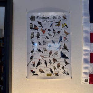 BIRD SHEET 15個セット Birds of Delaware Backyard Birding Identification Picture Print