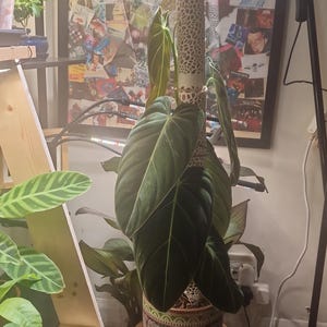 James さんが購入した商品の写真を追加しました