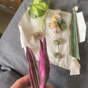 Account inattivo ha aggiunto una foto del proprio acquisto