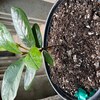 thumbnail image 2 of 20+ Star Fruit Seeds – Organic Carambola Averrhoa, Heirloom, Fresh From Sri Lanka 2 of 3