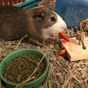 Image showcasing Personalized heart guinea pig feeder toy rotating wheel food | Etsy