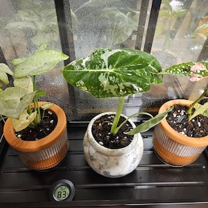 Amanda hat ein Foto des gekauften Artikels hinzugefügt