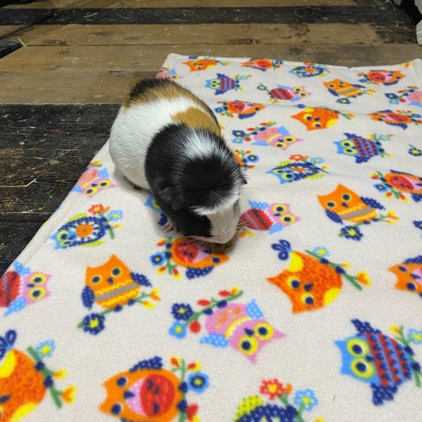 Curated visual reference: Fresh Look at Fleece Cage Liners For Guinea Pigs Various Sizes
