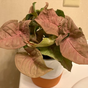 Sandra added a photo of their purchase