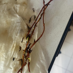 Etsy buyer added a photo of their purchase