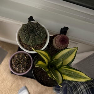 Nahomi added a photo of their purchase