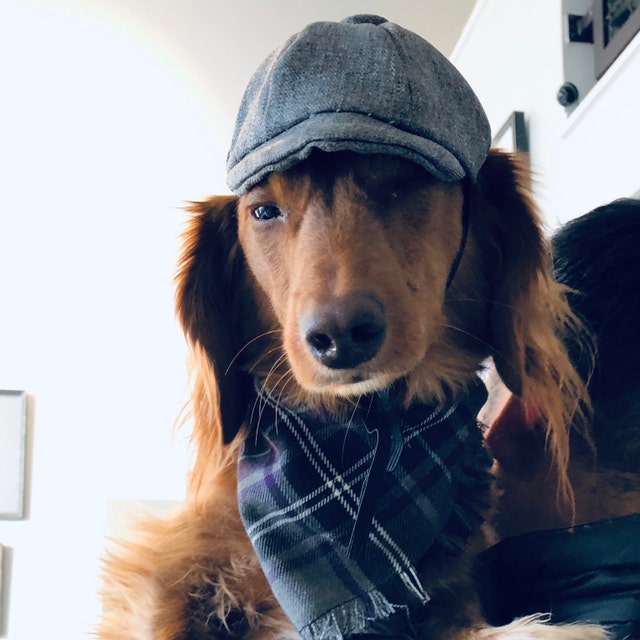 Extra Small or Small Dog Newsboy Cap hat Etsy