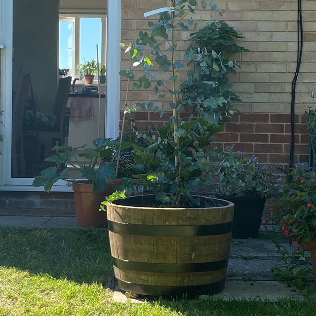 Boîte à thé en chêne anglais Biscuit Barrel - Canada