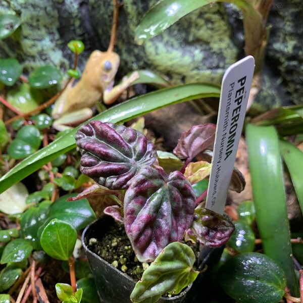 Peperomia 'ruby Ripple' - Etsy