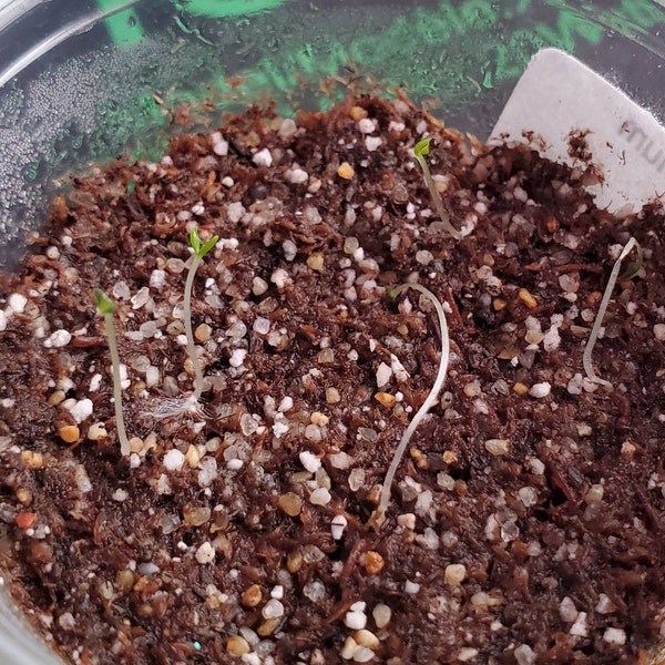 thumbnail image 2 of 20 CRYSTAL ICE PLANT SEEDS (Mesembryanthemum Crystallinum) Edible 2 of 12